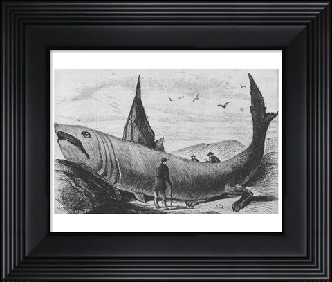 Framed Basking Shark Harper&#39;s Weekly October 24, 1868 Print