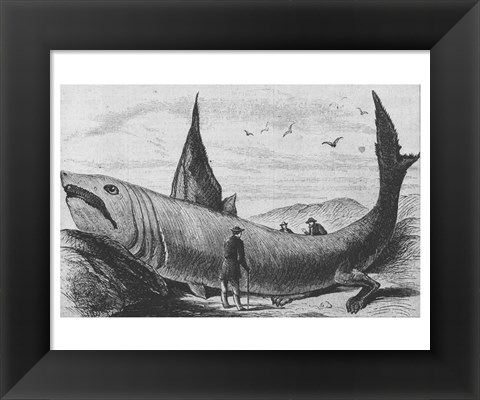 Framed Basking Shark Harper&#39;s Weekly October 24, 1868 Print