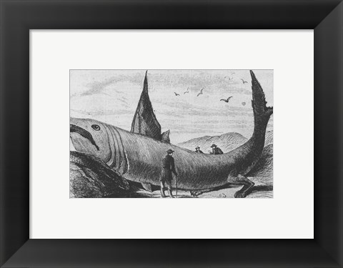 Framed Basking Shark Harper&#39;s Weekly October 24, 1868 Print