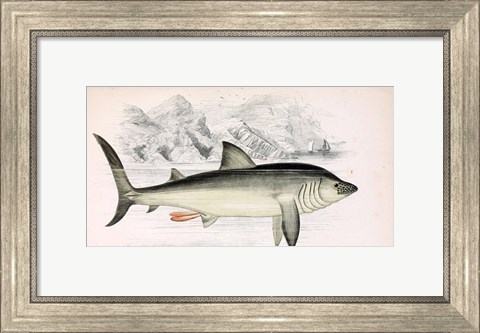 Framed Basking Shark Jonathan Couch Print
