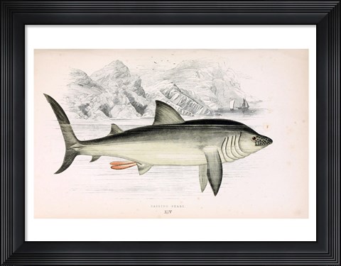 Framed Basking Shark Jonathan Couch Print