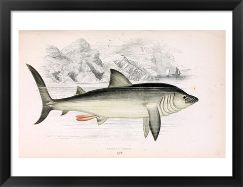 Framed Basking Shark Jonathan Couch Print