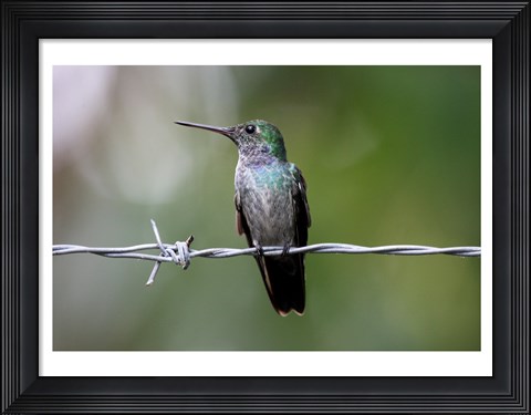 Framed Blue-Chested Hummingbird Print