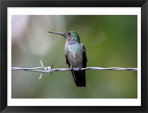 Framed Blue-Chested Hummingbird Print