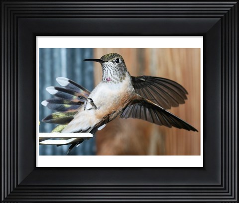 Framed Broad-tailed Hummingbird Female Landing at Feeder Print