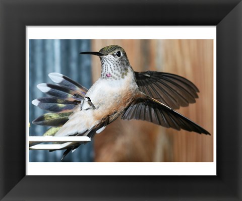 Framed Broad-tailed Hummingbird Female Landing at Feeder Print