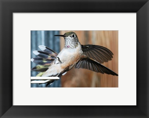 Framed Broad-tailed Hummingbird Female Landing at Feeder Print