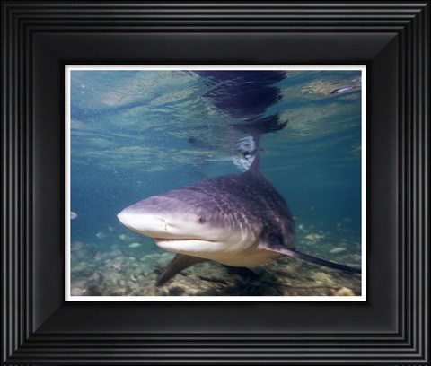 Framed Bull shark Print