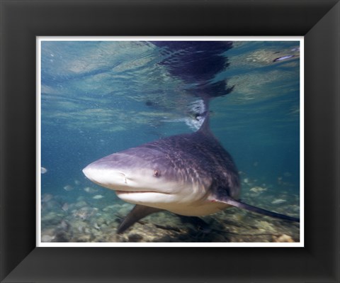 Framed Bull shark Print