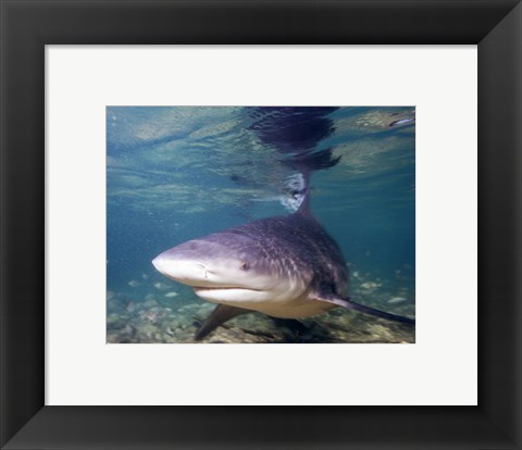 Framed Bull shark Print