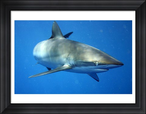 Framed Carcharhinus Falciformis off Cuba Print
