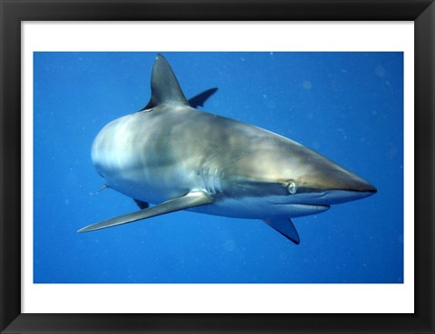 Framed Carcharhinus Falciformis off Cuba Print