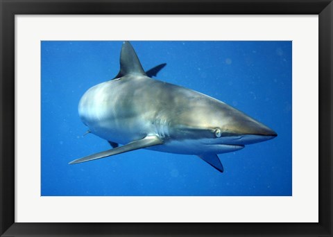 Framed Carcharhinus Falciformis off Cuba Print