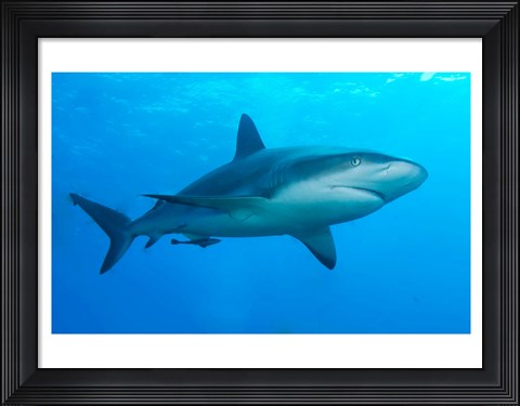 Framed Carribbean Reef Shark Print