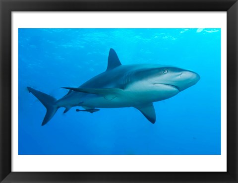 Framed Carribbean Reef Shark Print