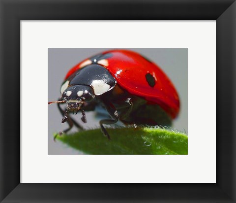 Framed Coccinelle Print