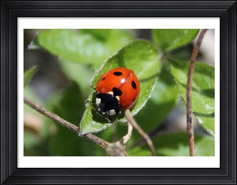 Framed Coccinellidae Print