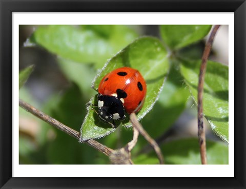 Framed Coccinellidae Print