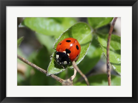 Framed Coccinellidae Print