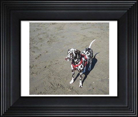 Framed Dalmatian Castanhas Print
