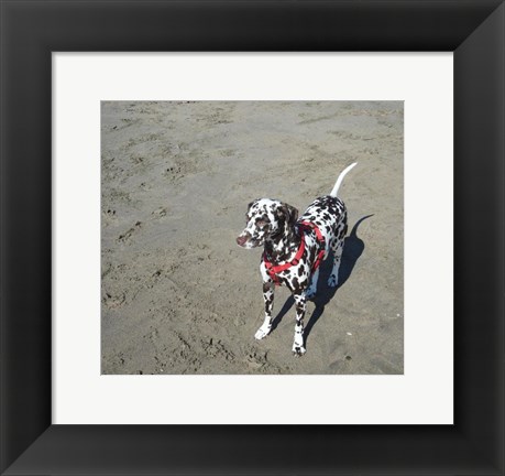 Framed Dalmatian Castanhas Print