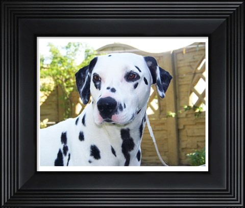 Framed Dalmatian Portrait Print