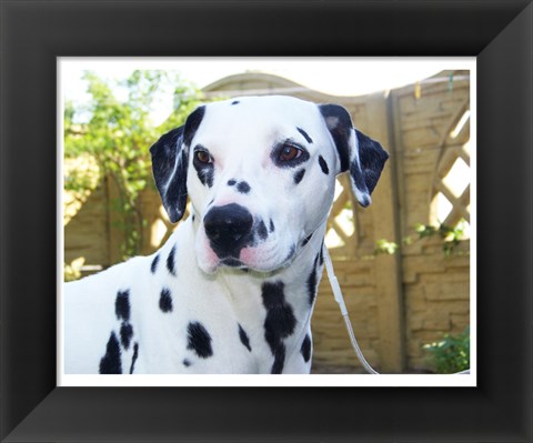 Framed Dalmatian Portrait Print