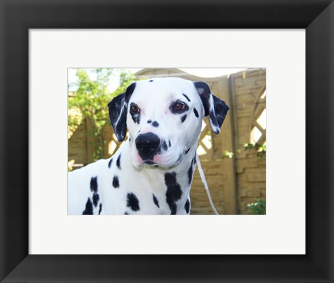 Framed Dalmatian Portrait Print