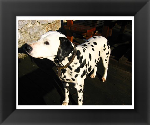 Framed Dalmatian in Croatia Print