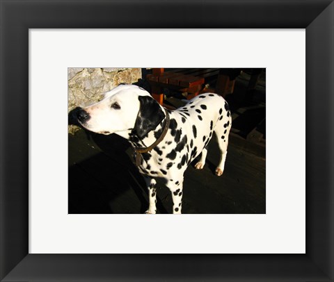 Framed Dalmatian in Croatia Print