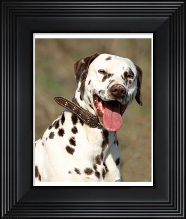 Framed Dalmatian Portrait Print