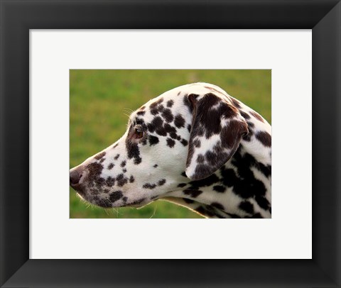 Framed Dalmatian Profile Print