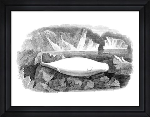 Framed Delphinapterus Leucas Print