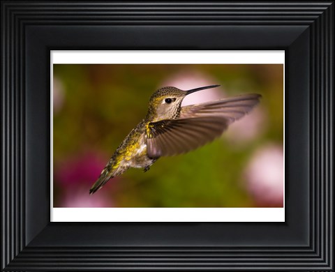 Framed Fem Anna&#39;s Hummingbird Print