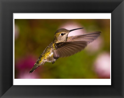 Framed Fem Anna&#39;s Hummingbird Print