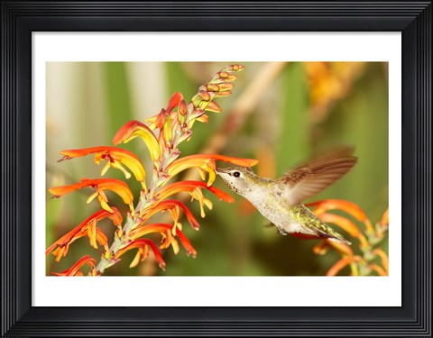 Framed Female Anna&#39;s Hummingbird Feeding Print