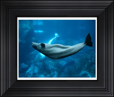 Framed Beluga Print