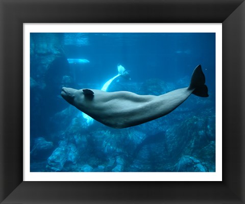 Framed Beluga Print