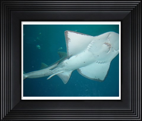 Framed Shark Overhead Print
