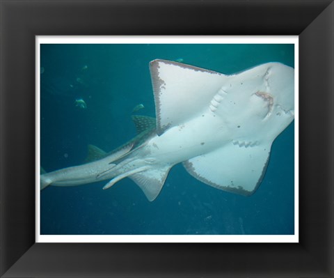 Framed Shark Overhead Print