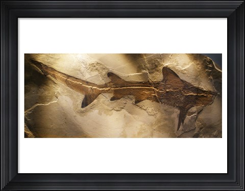 Framed Galeorhinus Cuvieri Print