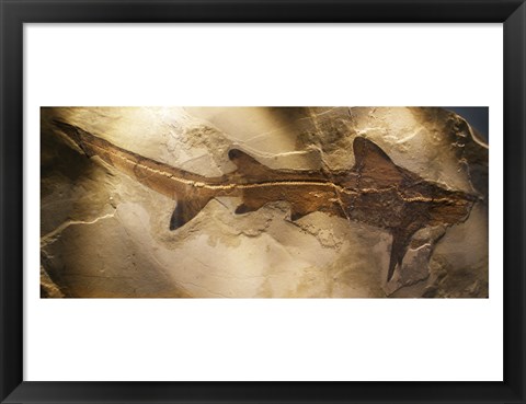 Framed Galeorhinus Cuvieri Print