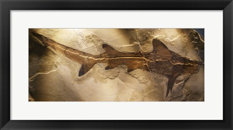 Framed Galeorhinus Cuvieri Print