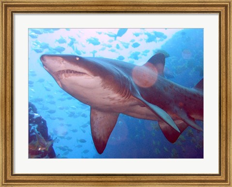 Framed Grey Nurse Shark at Fish Rock Cave Print