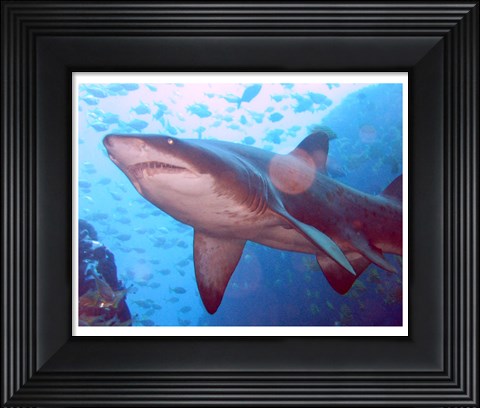 Framed Grey Nurse Shark at Fish Rock Cave Print