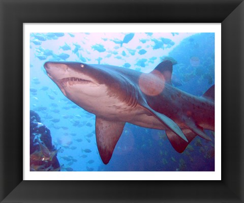 Framed Grey Nurse Shark at Fish Rock Cave Print