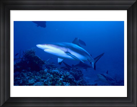 Framed Grey Shark Print