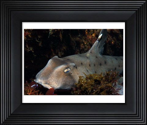 Framed Heterodontus Francisci Print