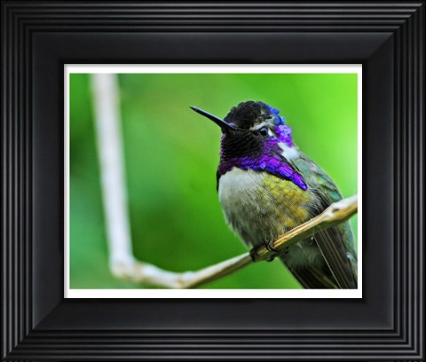 Framed Hummingbird I Print