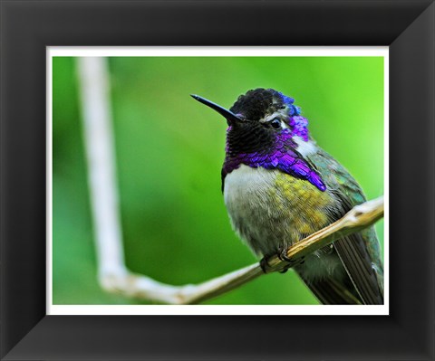 Framed Hummingbird I Print